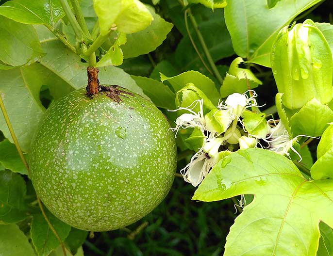 cooperative-Magneva-Madagascar-fruit-passion-culture-gros-plan-equitable-bio-ethiquable